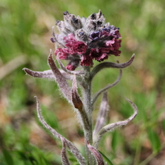 Cynoglossum magellense