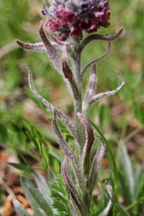 Cynoglossum magellense