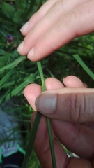 Dactylis glomerata lobata