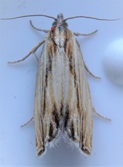 Eucosma radiatana