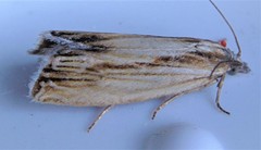 Eucosma radiatana