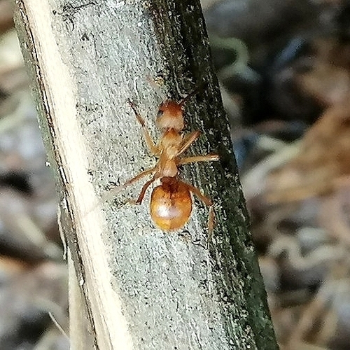 Dolichoderus dolonigerDolichoderus doloniger