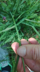 Dactylis glomerata lobata