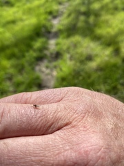 Lipoptena depressa