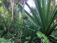 Pandanus rabaiensis