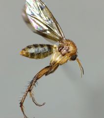 Anomalomyia guttata