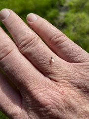 Lipoptena depressa