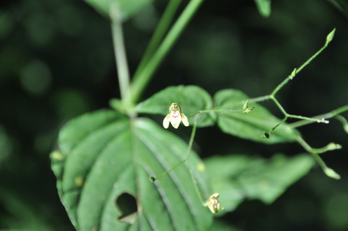 Justicia scandens image