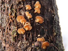 Simocybe haustellaris