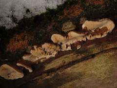 Bjerkandera fumosa