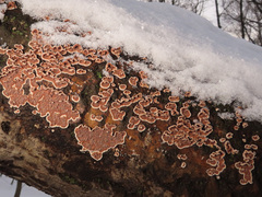 Cylindrobasidium evolvens