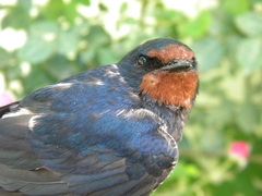 Hirundo rustica
