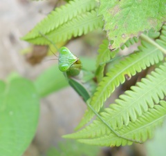 Rhombodera