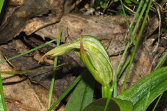 Pterostylis australis