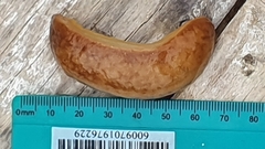 Laevicaulis natalensis