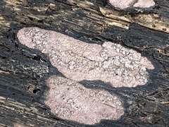 Hypoxylon rubiginosum