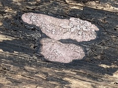 Hypoxylon rubiginosum