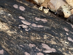 Hypoxylon rubiginosum