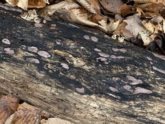 Hypoxylon rubiginosum