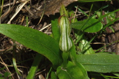 Pterostylis australis
