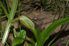 Pterostylis australis