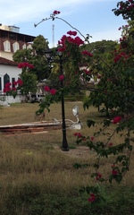 Bougainvillea