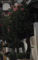 Bougainvillea