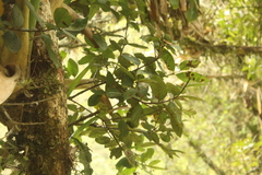 Colubrina elliptica (Myrcianthes rhopaloides)