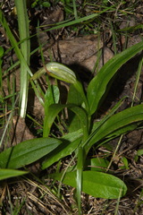 Pterostylis australis