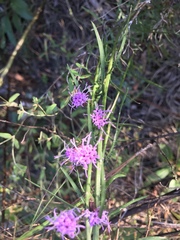 Liatris microcephala