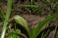Pterostylis australis