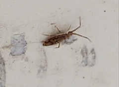 Entomobrya katzi