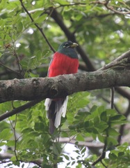 Apaloderma narina