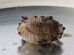 Testacella haliotidea