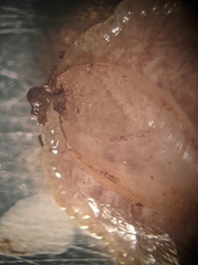 Testacella haliotidea