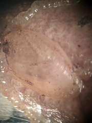 Testacella haliotidea