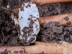 Testacella haliotidea