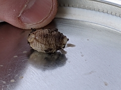 Testacella haliotidea