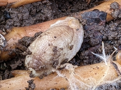 Testacella haliotidea