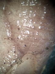 Testacella haliotidea