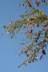 Lysiphyllum cunninghamii