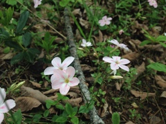 Phlox adsurgens
