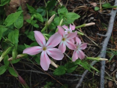 Phlox adsurgens