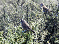 Pseudoseisura gutturalis