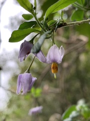 Solanum valdiviense