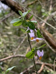 Solanum valdiviense