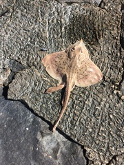 Rostroraja eglanteria