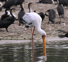Mycteria ibis image