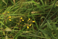 Calceolaria mexicana