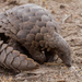 Ground Pangolins - Photo (c) utevl, some rights reserved (CC BY-NC)